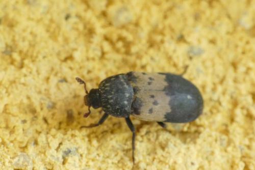 Dermestes lardarius